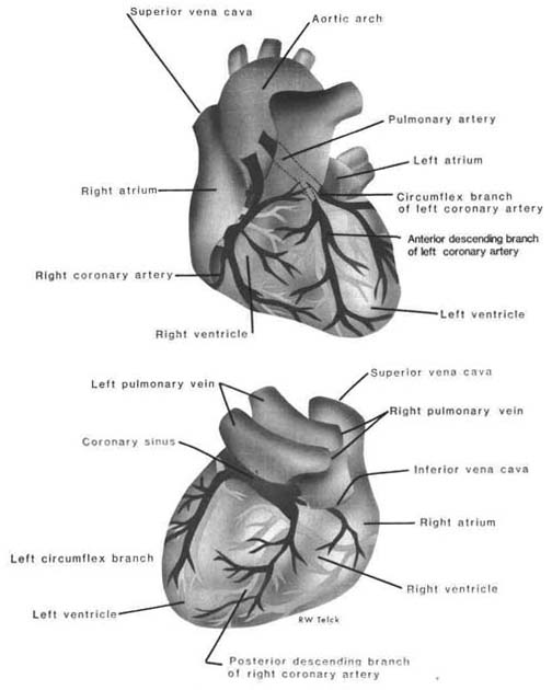 HomesteadSchools.com - Cardiovascular Nursing